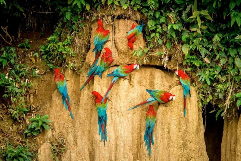 excursion-to-the-chuncho-clay-lick-for-parrots-and-macaws
