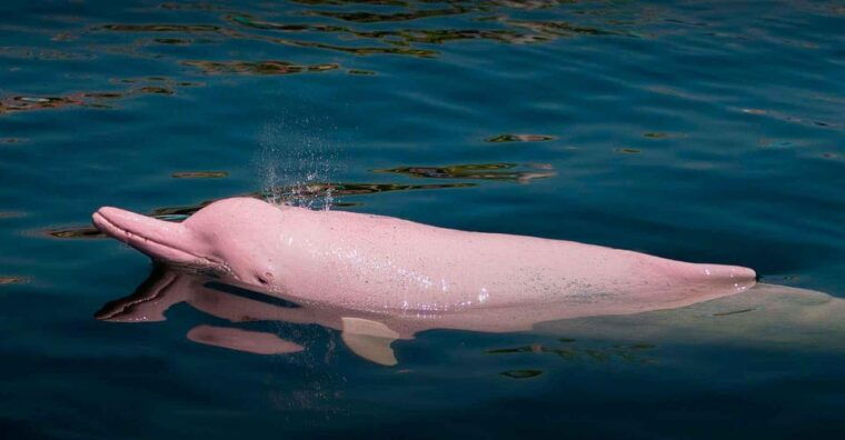 excursion-to-the-pacaya-samiria-national-reserve-jungle