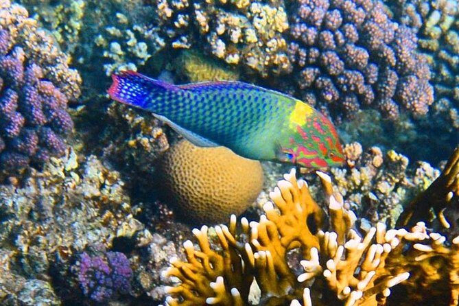 Excursion to the White Island & Ras Mohammed National Park from Sharm El Sheikh - The Itinerary Breakdown