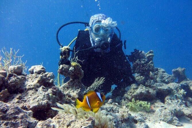 Excursion to Tiran Island by boat - Criticisms: What Could Be Better?