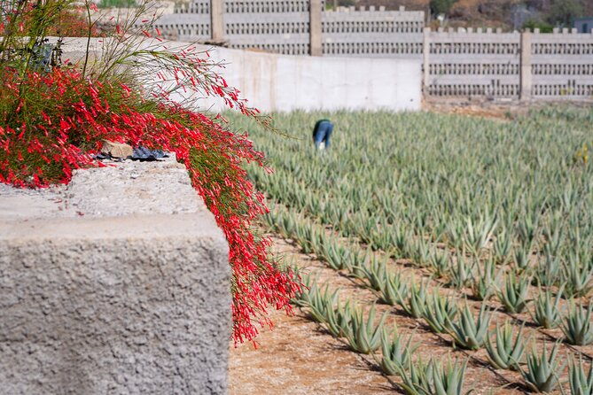 excursion-visiting-wineries-in-tenerife-with-lunch