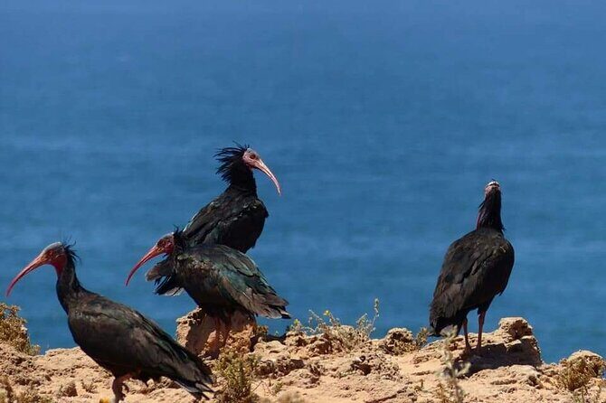 Excursions to the Souss Massa National Park - An In-Depth Look at the Tour Experience