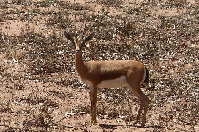 Excursions to the Souss Massa National Park - What Travelers Love About This Tour