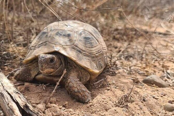 Excursions to the Souss Massa National Park - The Sum Up