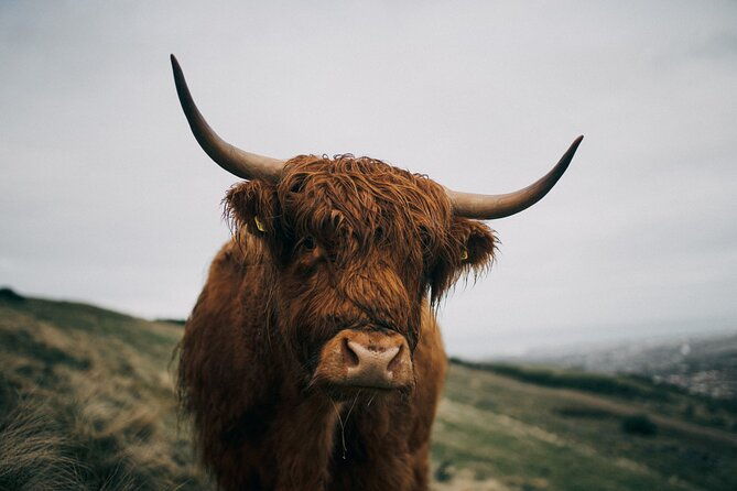 executive-scottish-lowlands-tour
