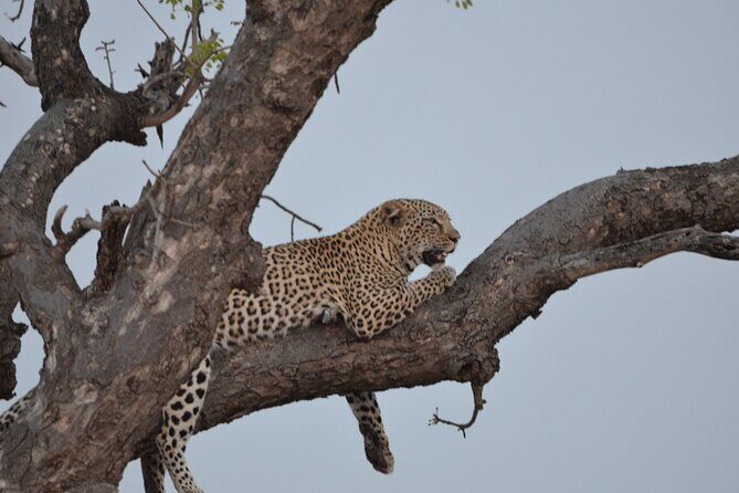 Exhilarating 7 Day Kruger Safari Adventure - South to North - Key Points