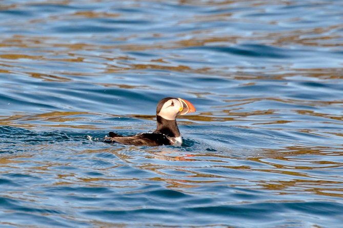 exhilarating-rib-experience-dingle-sea-safari