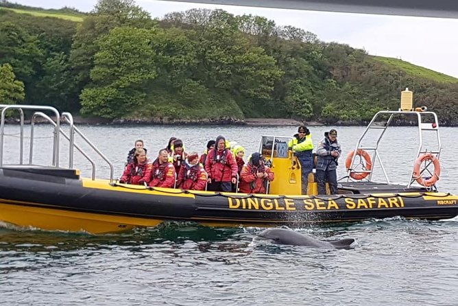 exhilarating-rib-experience-dingle-sea-safari