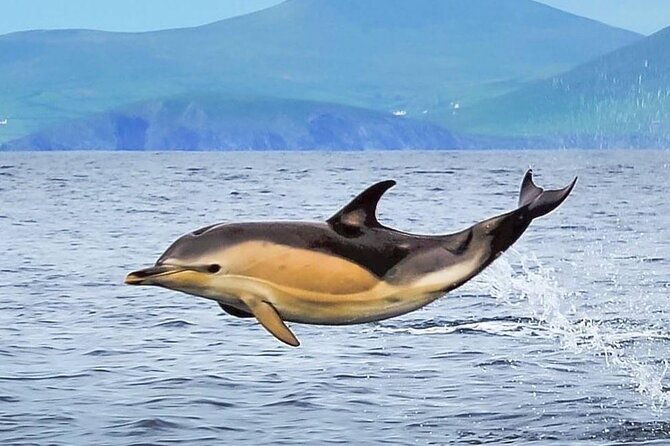 exhilarating-rib-experience-dingle-sea-safari