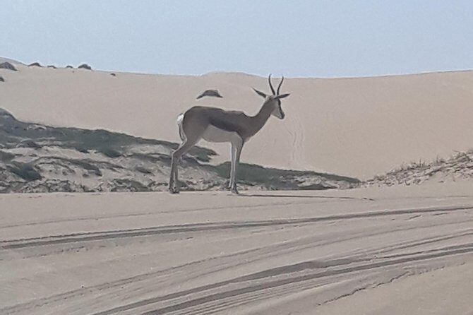 Exhilarating Sandwich Harbour 4x4: Guided Self drive experience - What Makes This Tour Stand Out?