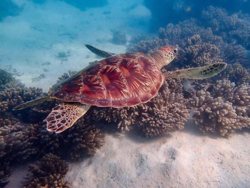 Exmouth: Guided Ningaloo Reef Snorkel Adventure - What to Expect from the Ningaloo Reef Snorkel Adventure