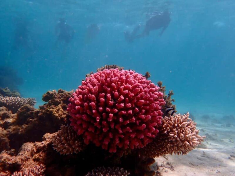 Exmouth: Guided Ningaloo Reef Snorkel Adventure - The Experience’s Cost and Value