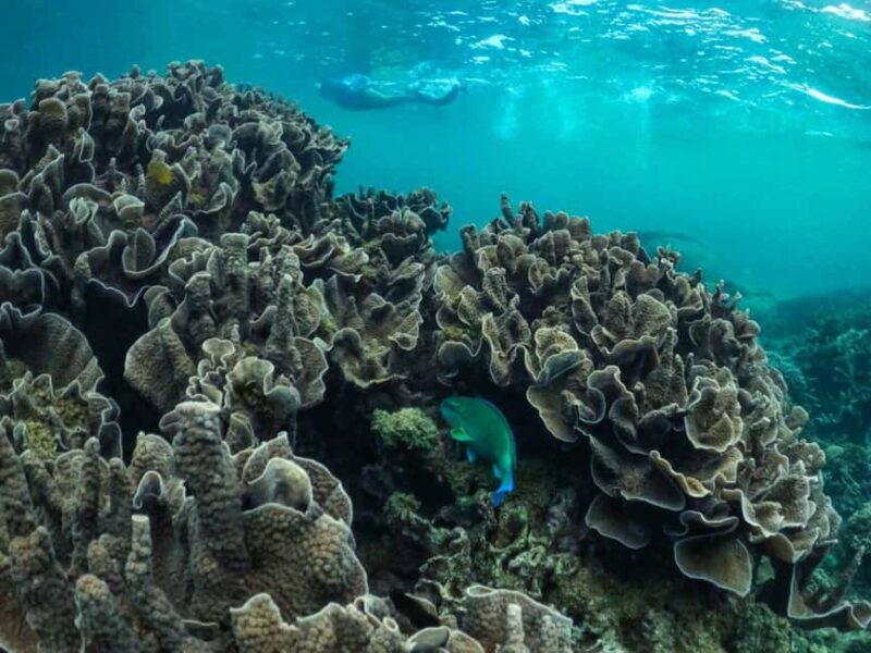 Exmouth: Half Day Coral by Kayak tour - Key Points