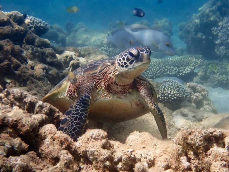Exmouth: Half Day Turtle Kayak & Snorkel Tour - What to Expect on the Tour