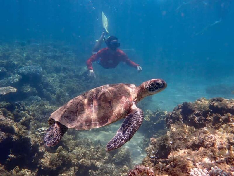 Exmouth: Half Day Turtle Kayak & Snorkel Tour - Detailed Itinerary Breakdown