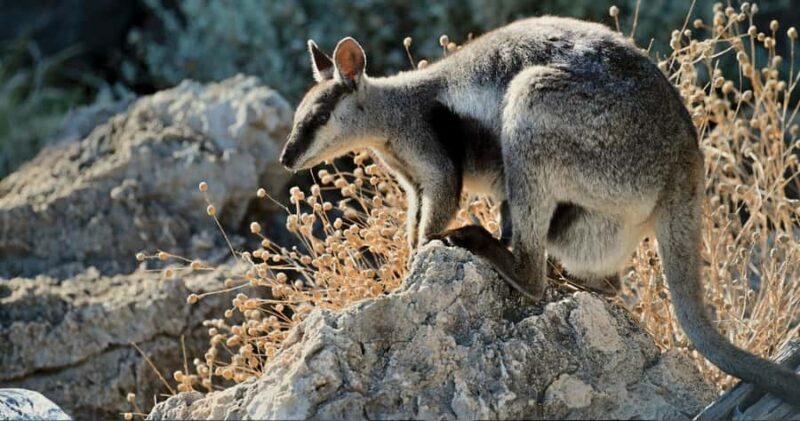 Exmouth: Yardie Creek Boat Tour - Practical Details and Considerations