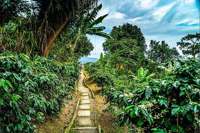 exotic-blue-mountain-coffee-tour