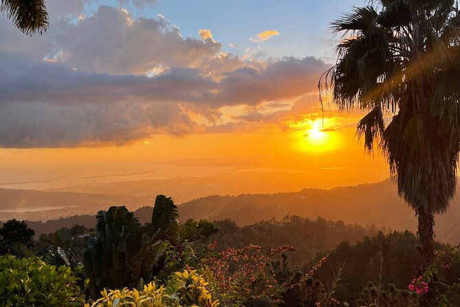 exotic-blue-mountain-coffee-tour