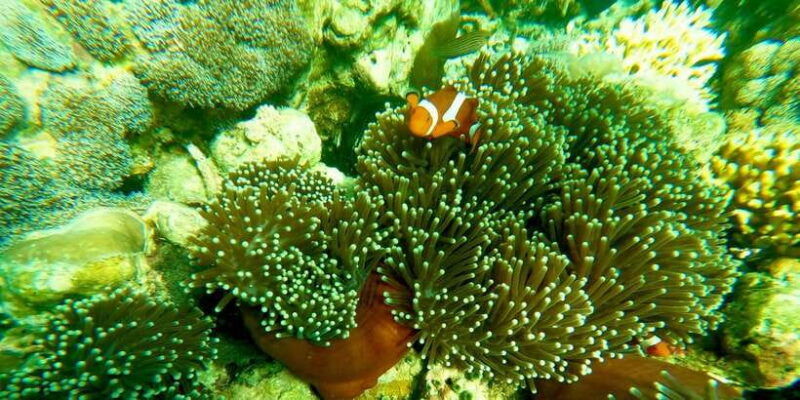 exotic-escape-island-pink-beach-and-snorkeling-daily-tour