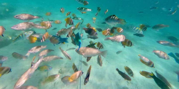 exotic-escape-island-pink-beach-and-snorkeling-daily-tour