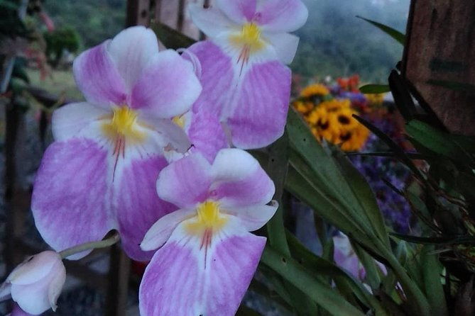exotic-flowers-farm-and-silleteros-cultural-tour