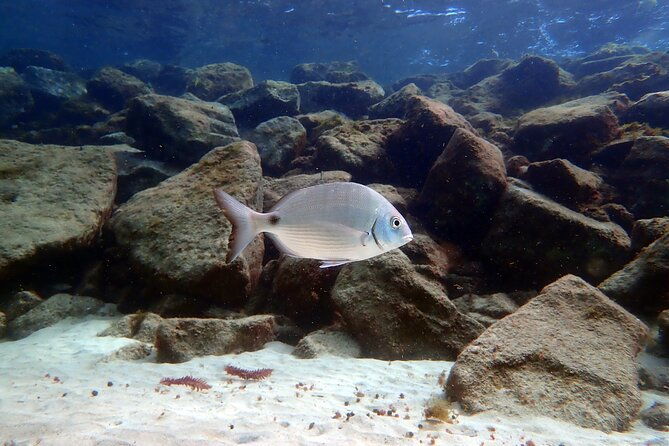 experience-2-hour-guided-snorkelling-in-costa-teguise-lanzarote