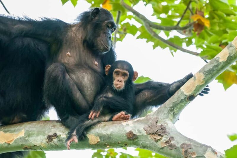 Experience 3 Day Chimps Tracking Gombe Stream National Park - Booking and What’s Included