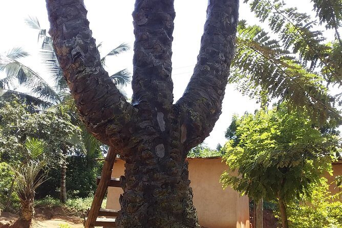 Experience Aburi Botanical Gardens And Boti Water Falls In A Day. - Authentic Encounters and Guides