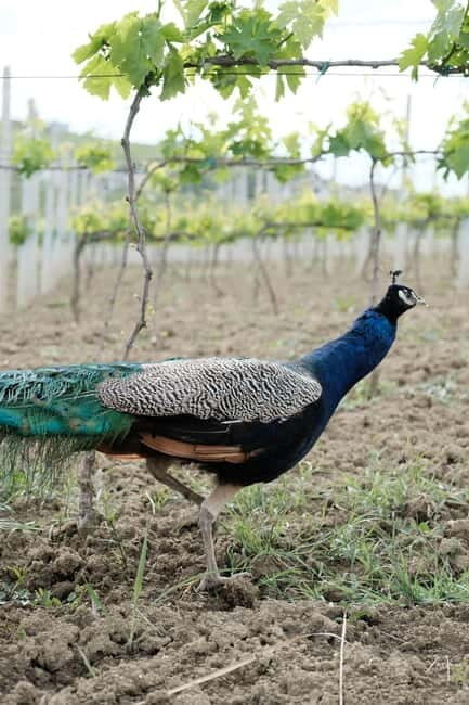 Experience Albanian Wine, daily tours from Durres - Who Should Consider This Tour?