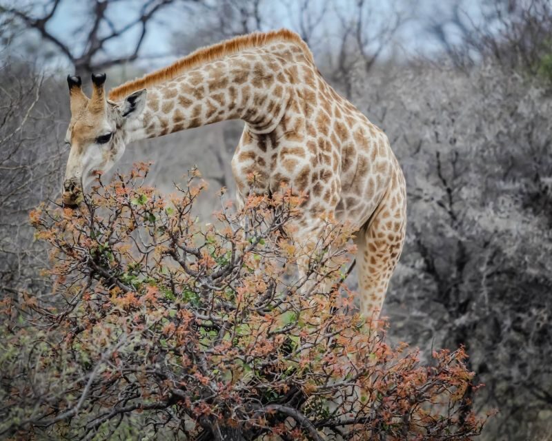 Experience an Amazing Big5 Safari near Cape Town! - Key Points