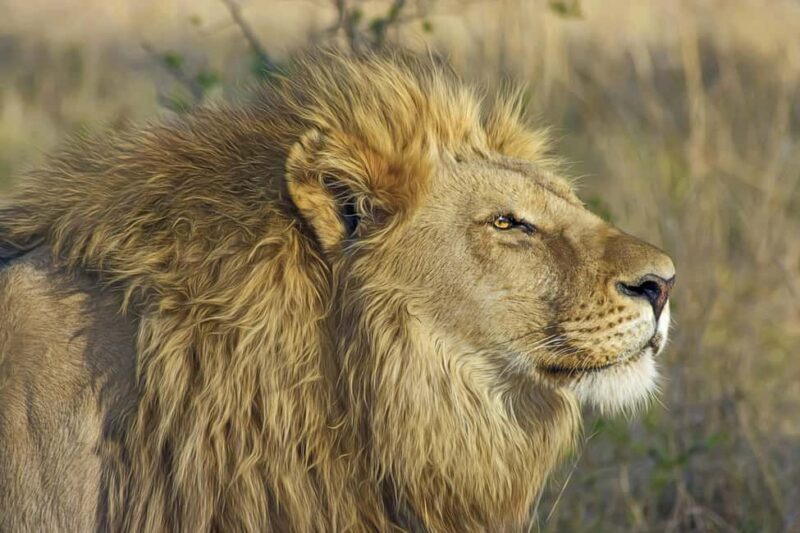 Experience an Amazing Big5 Safari near Cape Town! - How the Tour Starts: Seamless Transportation & Welcome