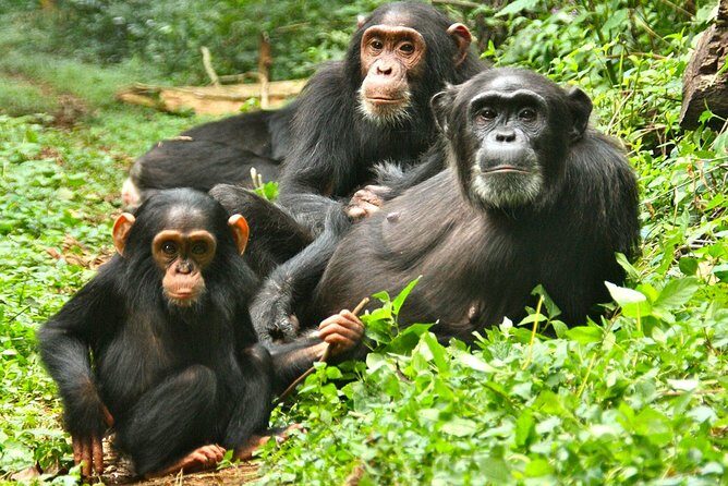 Experience Chimpanzee Trekking in Budongo Forest - FAQ