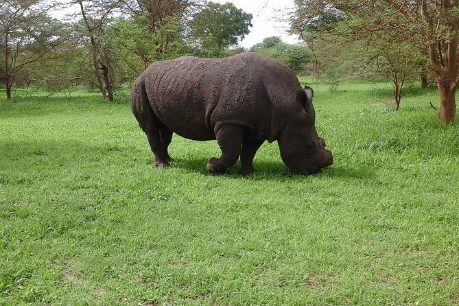 Experience Dakar-Goree-Pink Lake-Safari tour in 2 days - Why Choose This Dakar Tour?