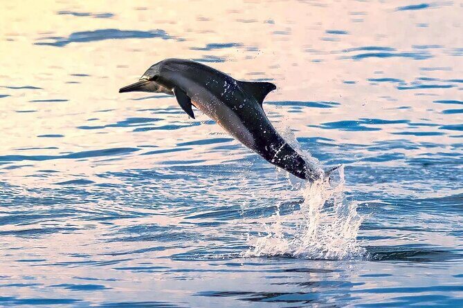 Experience Dolphin watching and snorkeling in Muscat - FAQ