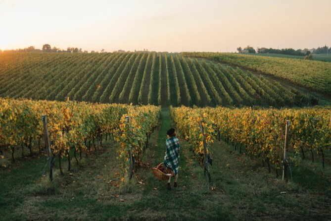 experience-emilian-wines-at-bologna-vineyard-vista