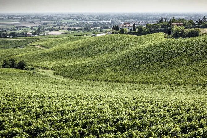 experience-emilian-wines-at-bologna-vineyard-vista