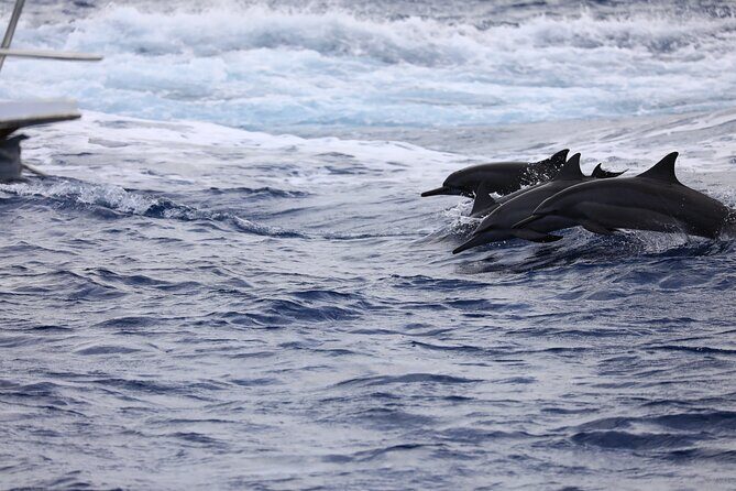 Experience Guam Dolphin Cruise - Detailed Review of the Guam Dolphin Cruise Experience