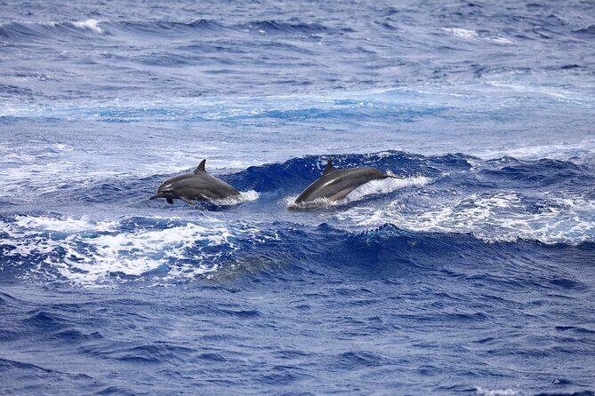 Experience Guam Dolphin Cruise - Frequently Asked Questions