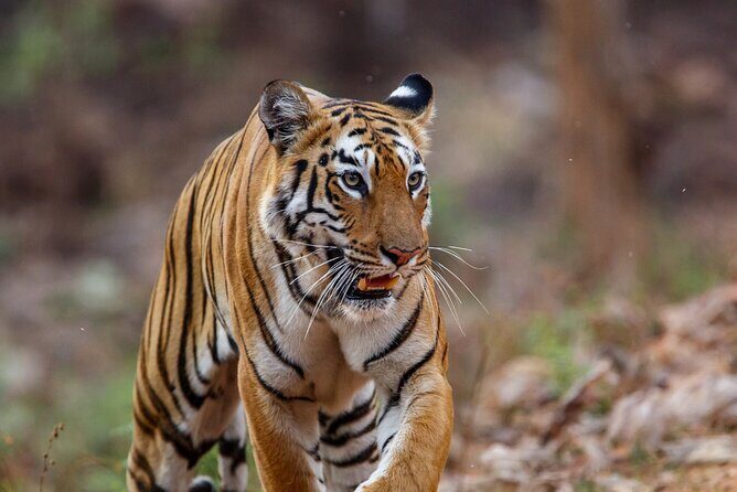Experience Jungle Nights: Stay in Jim Corbett National Park's FRH - Who Is This Tour Best For?