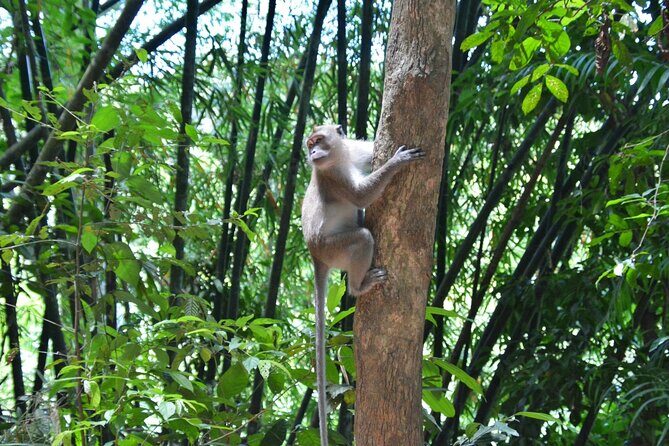 Experience Khao Sok Jungle Escape Half Day Half Night - Final Thoughts