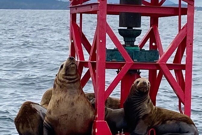 experience-local-marine-wildlife-tour