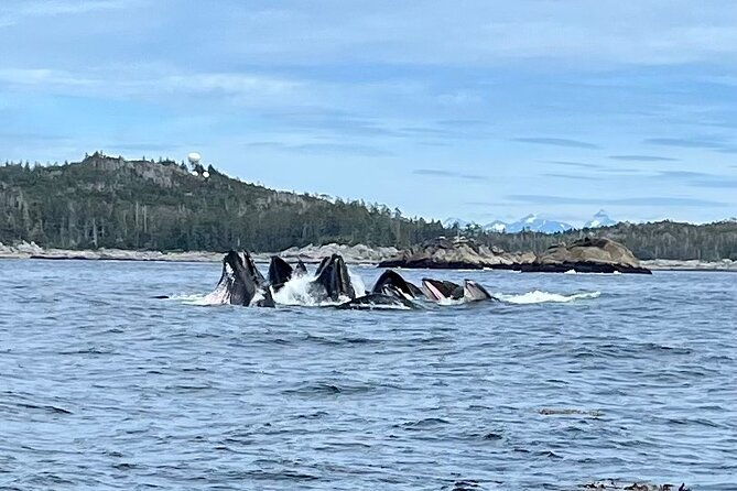 experience-local-marine-wildlife-tour
