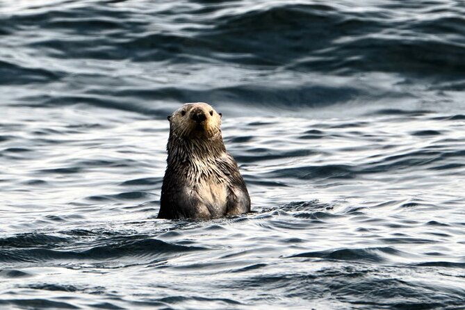 experience-local-marine-wildlife-tour