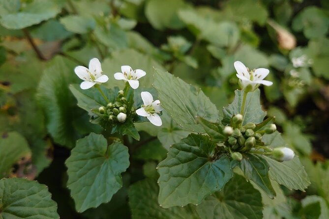 experience-making-okura-wasabi-and-wasabi-soy-sauce