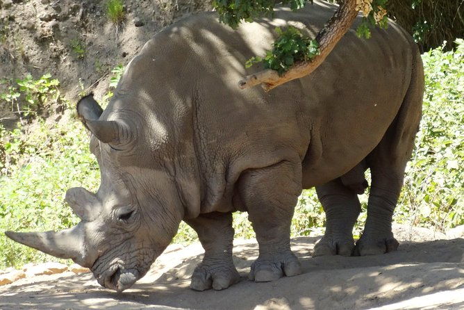 experience-our-redwoods-and-wild-safari-outdoor-adventure