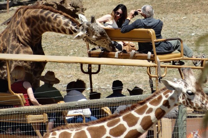 experience-our-redwoods-and-wild-safari-outdoor-adventure