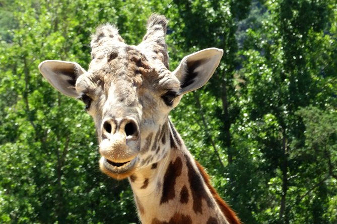 experience-our-redwoods-and-wild-safari-outdoor-adventure
