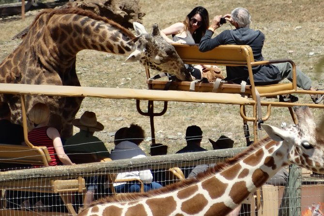 experience-our-redwoods-and-wild-safari-outdoor-adventure