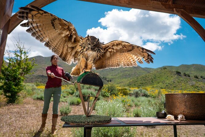 experience-raptors-and-falconry-in-reno