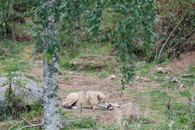 experience-reindeer-farm-and-ranua-wildlife-park-in-rovaniemi